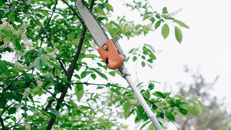 Chainsaw trimming branches from overhanging trees