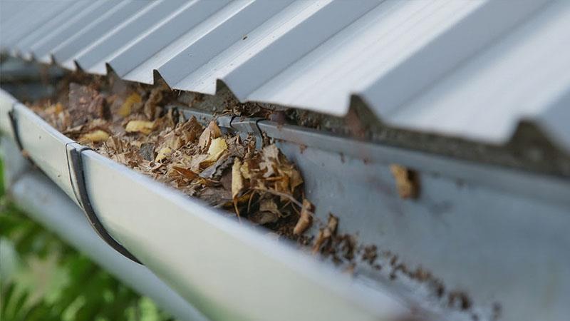 Gutter vac team cleaning gutters clogged with leaves from overhanging trees